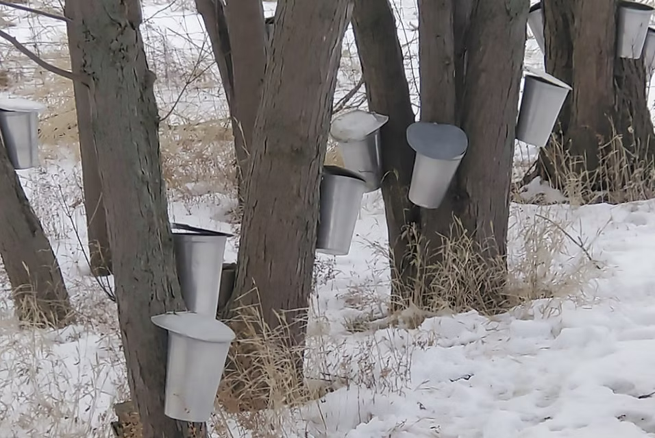 Maple sap collection buckets on trees in winter